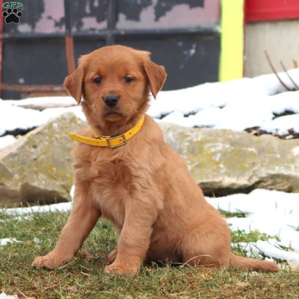 Doris, Golden Retriever Puppy