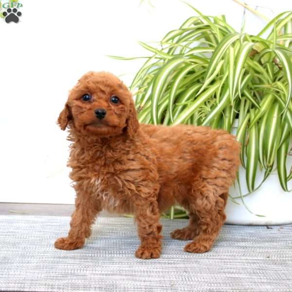 Doris, Mini Goldendoodle Puppy