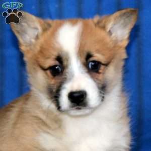 Doris, Pembroke Welsh Corgi Puppy