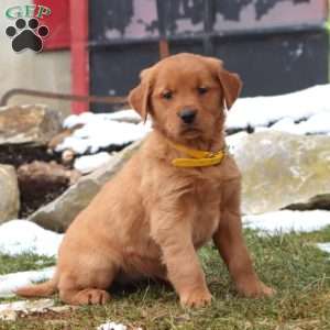 Doris, Golden Retriever Puppy