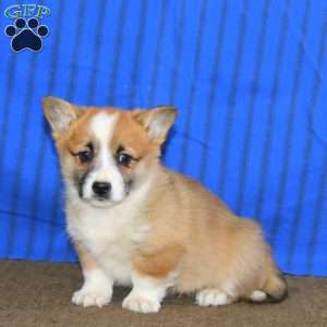 Doris, Pembroke Welsh Corgi Puppy