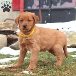 Doris, Golden Retriever Puppy
