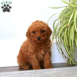 Doris, Mini Goldendoodle Puppy