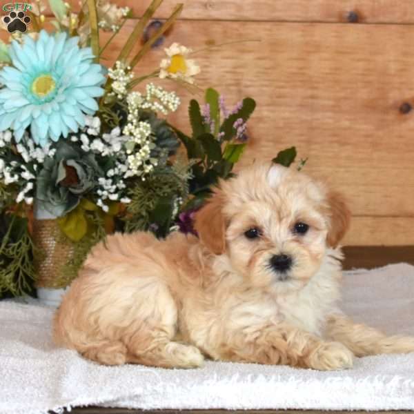 Dorito, Maltipoo Puppy