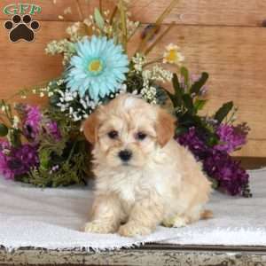 Dorito, Maltipoo Puppy