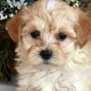 Dorito, Maltipoo Puppy