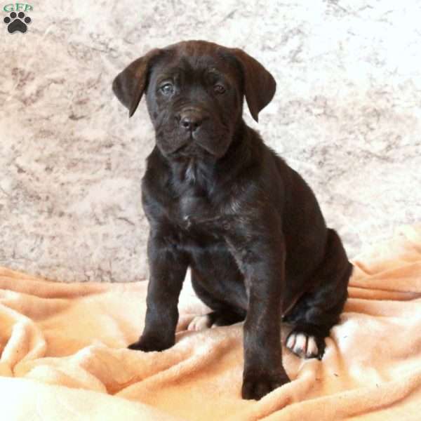 Dottie, Cane Corso Puppy