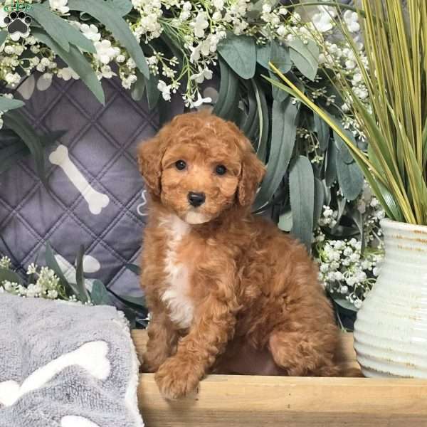 Dottie, Bich-Poo Puppy