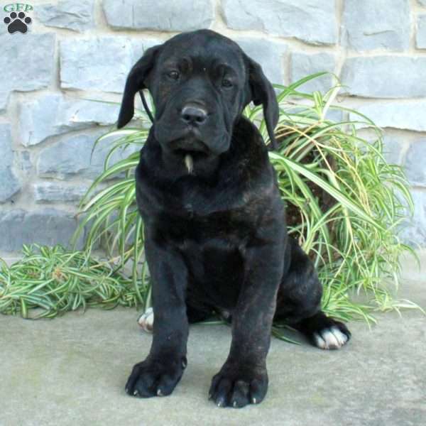 Dottie, Cane Corso Puppy