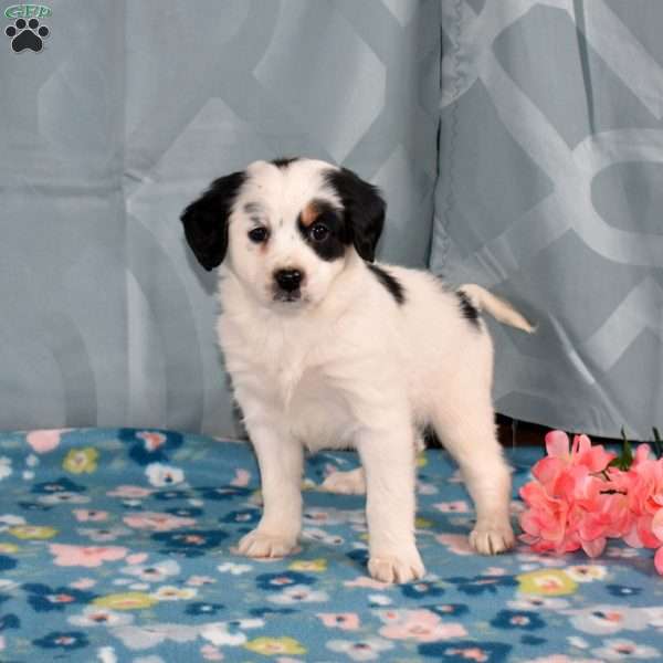 Dottie, Mini Bernedoodle Puppy