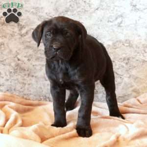 Dottie, Cane Corso Puppy