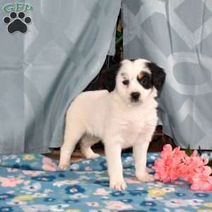 Dottie, Mini Bernedoodle Puppy