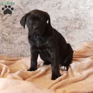 Dottie, Cane Corso Puppy