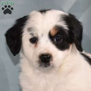 Dottie, Mini Bernedoodle Puppy