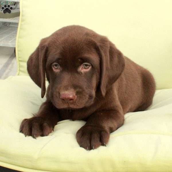 Dougie, Chocolate Labrador Retriever Puppy