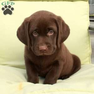 Dougie, Chocolate Labrador Retriever Puppy