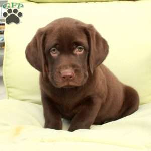 Dougie, Chocolate Labrador Retriever Puppy