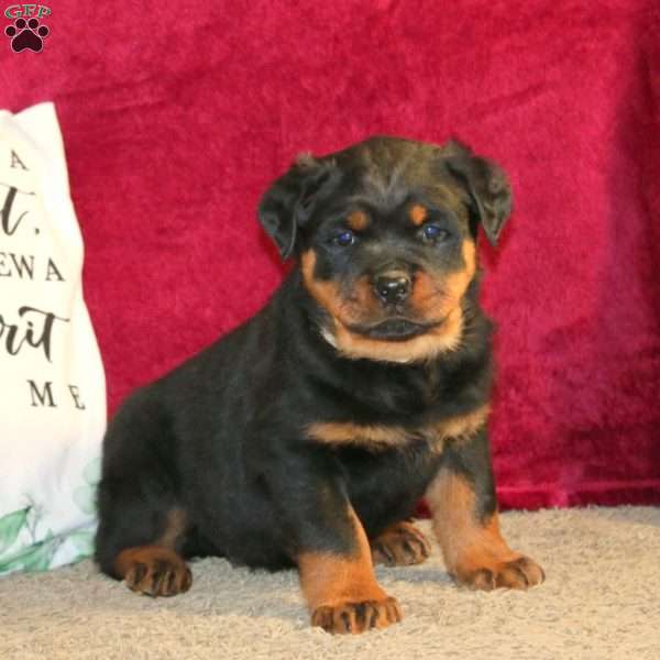 Dozer, Rottweiler Puppy