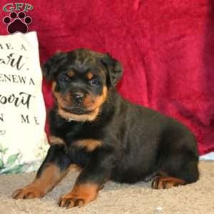 Dozer, Rottweiler Puppy