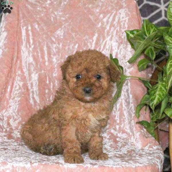 Drew, Miniature Poodle Puppy
