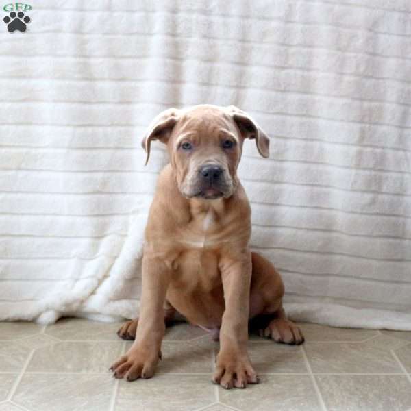 Drew, Cane Corso Puppy