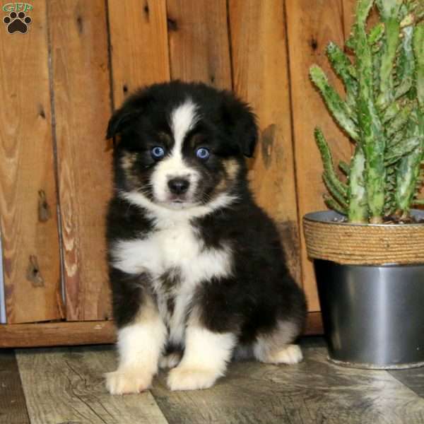 Drew, Miniature Australian Shepherd Puppy