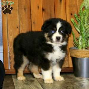 Drew, Miniature Australian Shepherd Puppy