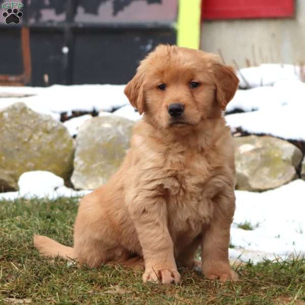 Duff, Golden Retriever Puppy