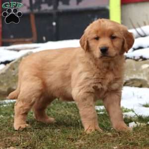 Duff, Golden Retriever Puppy