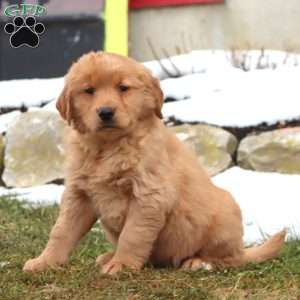Duff, Golden Retriever Puppy