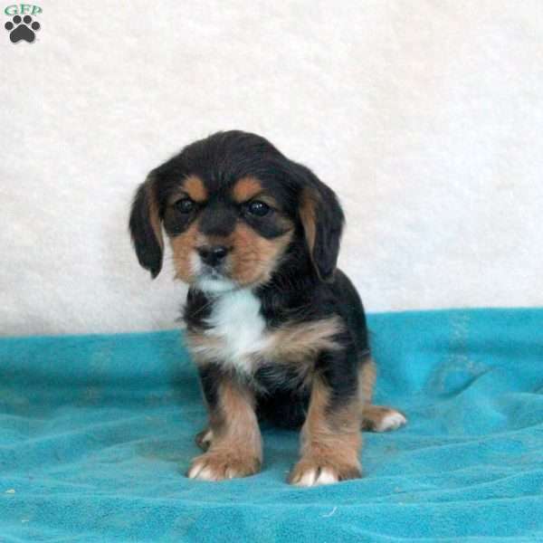 Duke, Yorkie Mix Puppy