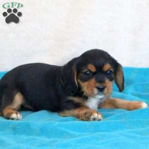 Duke, Yorkie Mix Puppy