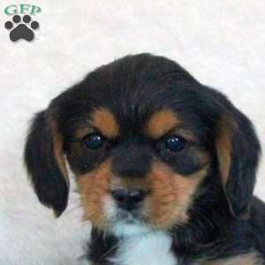 Duke, Yorkie Mix Puppy