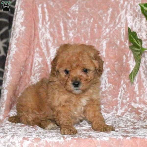 Duncan, Miniature Poodle Puppy