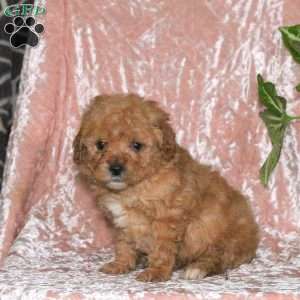 Duncan, Miniature Poodle Puppy