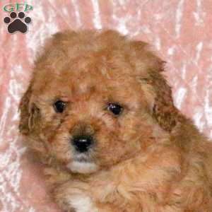 Duncan, Miniature Poodle Puppy