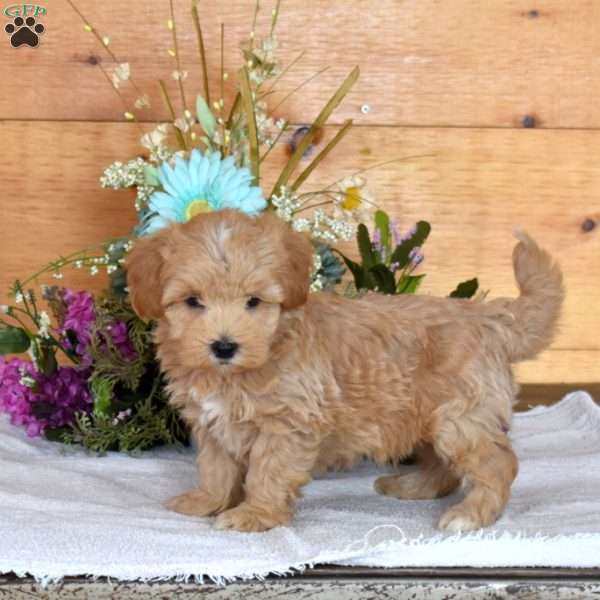 Dunkin, Maltipoo Puppy
