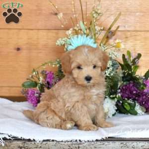 Dunkin, Maltipoo Puppy