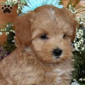 Dunkin, Maltipoo Puppy