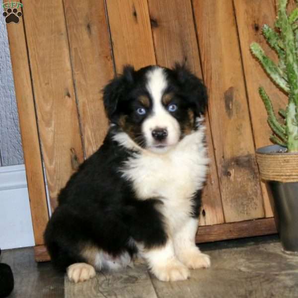 Dustin, Miniature Australian Shepherd Puppy