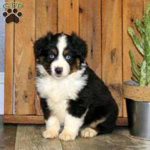 Dustin, Miniature Australian Shepherd Puppy