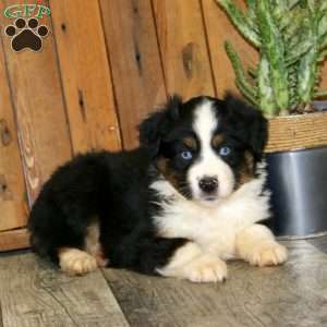Dustin, Miniature Australian Shepherd Puppy