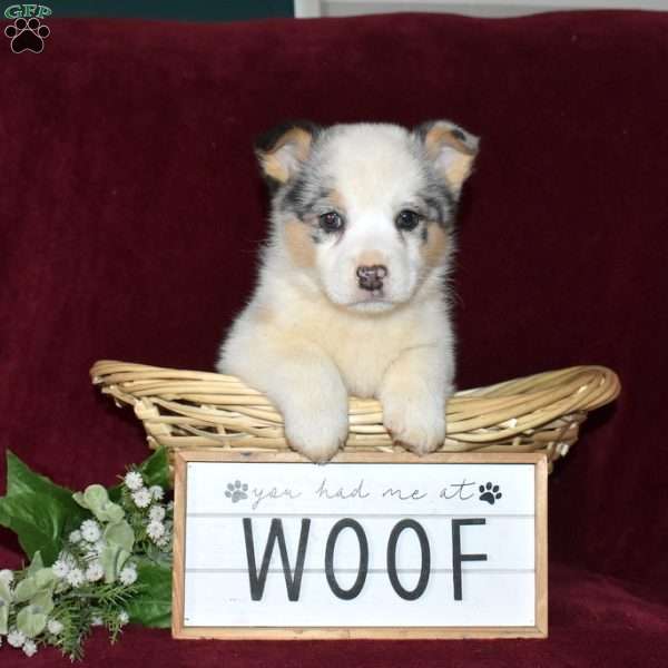 Dusty, Pembroke Welsh Corgi Puppy