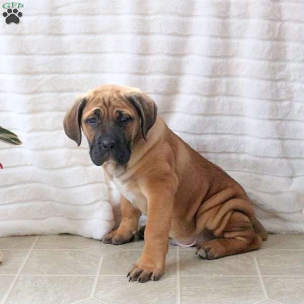 Dusty, Cane Corso Puppy