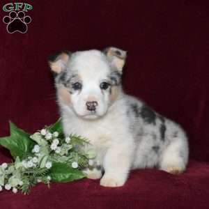 Dusty, Pembroke Welsh Corgi Puppy