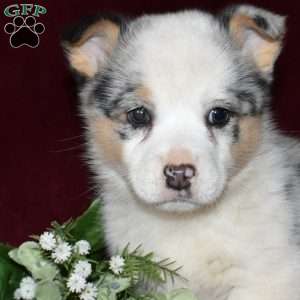 Dusty, Pembroke Welsh Corgi Puppy