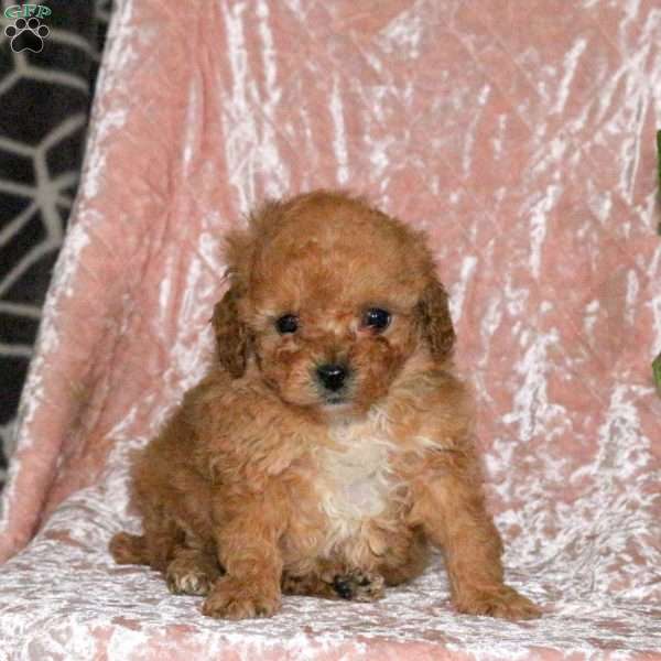 Dylan, Miniature Poodle Puppy