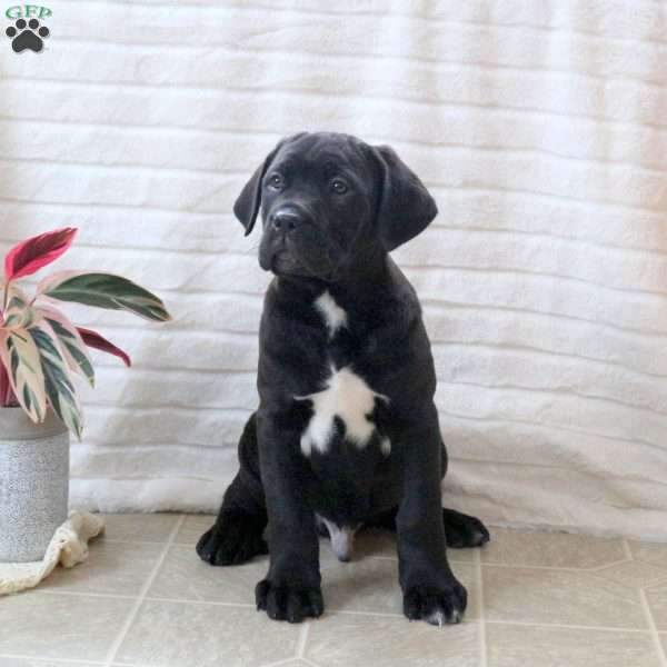 Dylan, Cane Corso Puppy