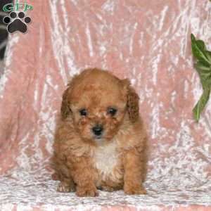Dylan, Miniature Poodle Puppy