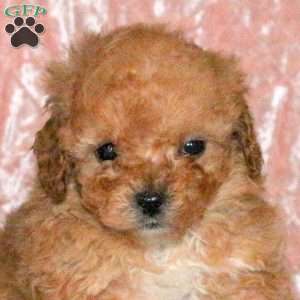 Dylan, Miniature Poodle Puppy